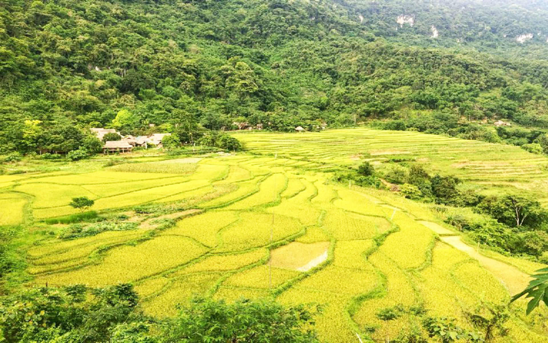 Golden terraced fields in Pu Luong Nature Reserve, a must-see for travellers